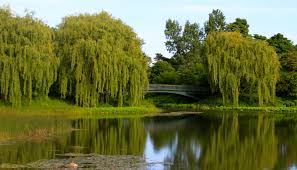 Willow Trees